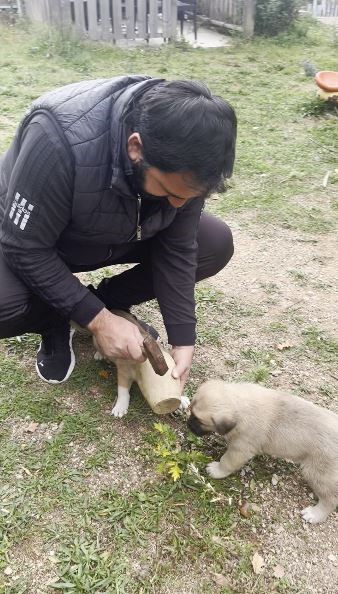 yavru kopegin meraki kirilan testi ile son buldu