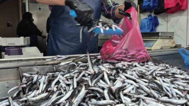 yaz sicaklari palamudu vurdu yerini hamsi aldi aCdiUNON