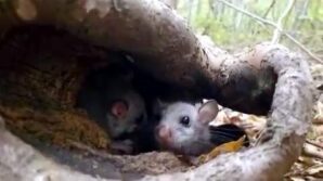 yenice ormanlarinda yediuyur yavrulari goruldu pnlCbdhl