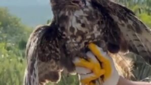 yuksek gerilim hattina carpip felc geciren kizil sahin dogayla bulustu 6BPkgcdO