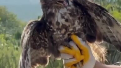 yuksek gerilim hattina carpip felc geciren kizil sahin dogayla bulustu 6BPkgcdO