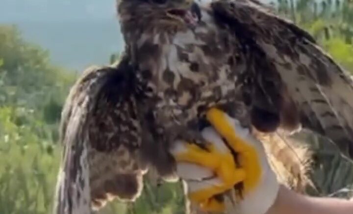 yuksek gerilim hattina carpip felc geciren kizil sahin dogayla bulustu 6BPkgcdO