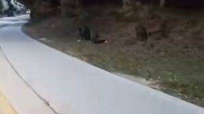 ac kalan domuz suruleri universite kampusune indi wIOzGjzT