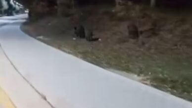 ac kalan domuz suruleri universite kampusune indi wIOzGjzT