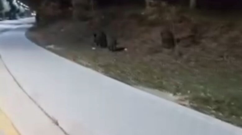 ac kalan domuz suruleri universite kampusune indi wIOzGjzT