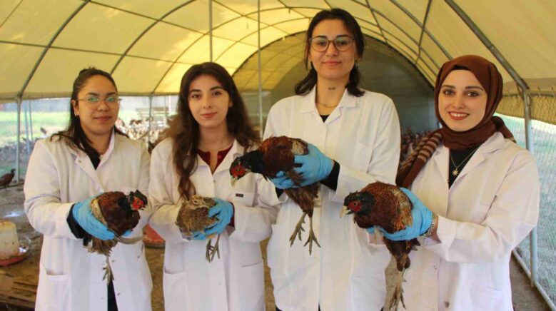 amasyada universiteliler sulun yetistiriyor ZLU51KCO