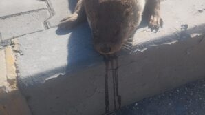 aracin carptigi su samuru telef oldu pLIeWaeO