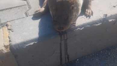 aracin carptigi su samuru telef oldu pLIeWaeO