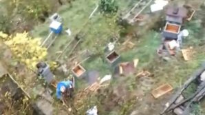 araklida ayilar 50den fazla kovani telef etti VbQGvPCZ