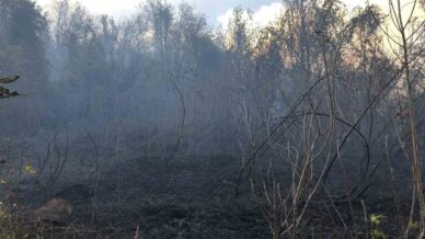 artvin hopada ziraat alaninda cikan yangin ormana sicradi P7yrvSs4