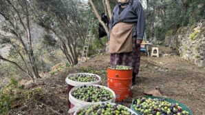 artvinde butko zeytininin hasadi devam ediyor fwbiGZWg