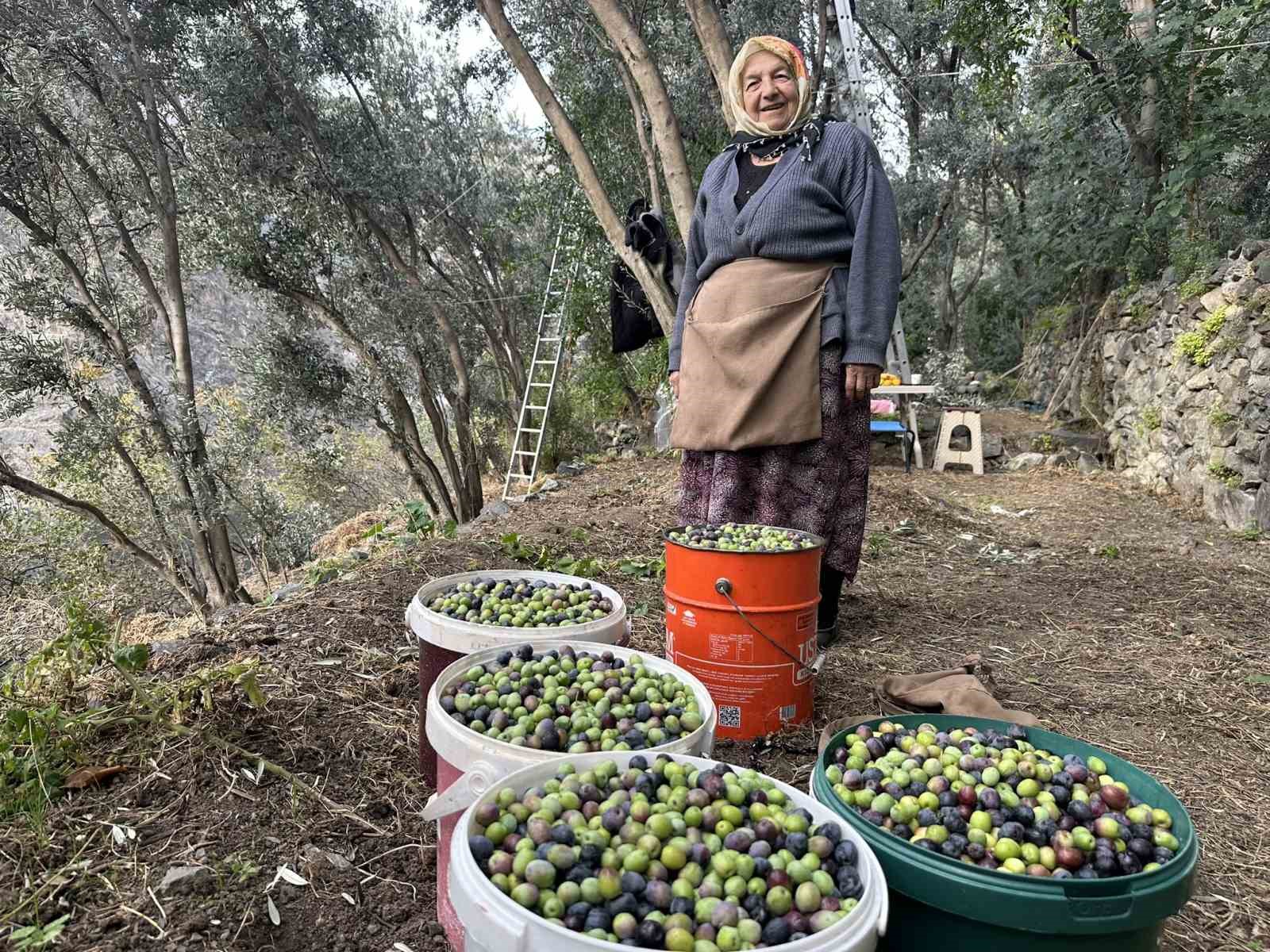 artvinde butko zeytininin hasadi devam ediyor fwbiGZWg