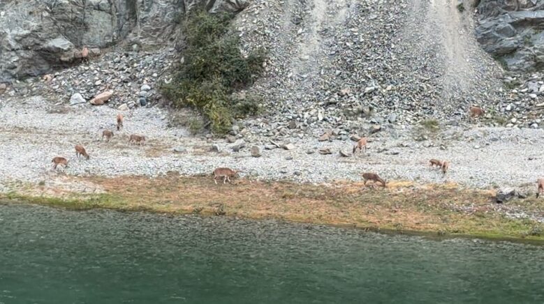 artvinde dag kecileri surusu ilk kez bu kadar kalabalik goruntulendi gs7Zuuu5