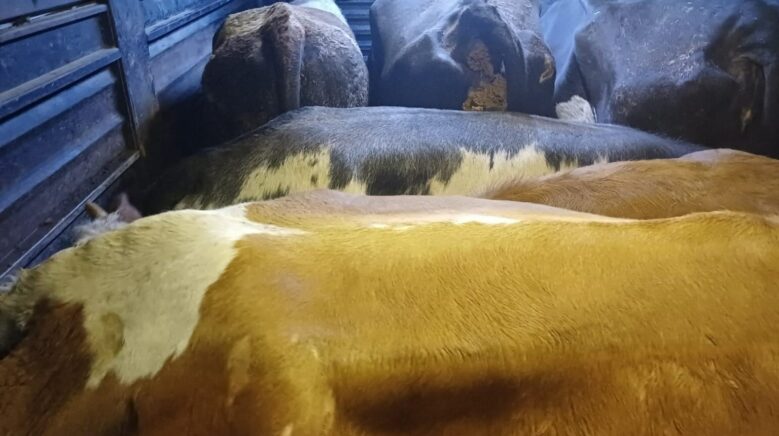 artvinde film gibi hayvan hirsizligi xTdFN9d1