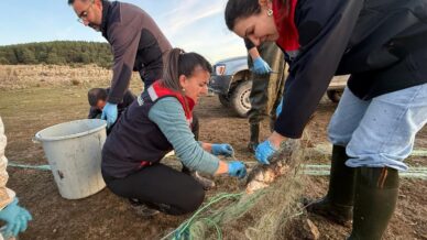 boluda 5 kilometrelik hayalet ag toplandi 500 balik canli kurtarildi 4PnpjiMd