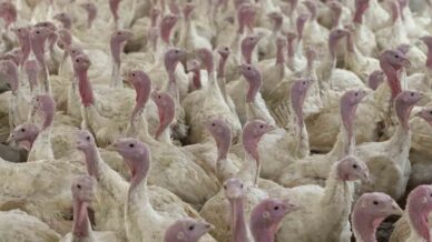 boluda ureticilere kus gribi uyarisi 7EaIXXHY