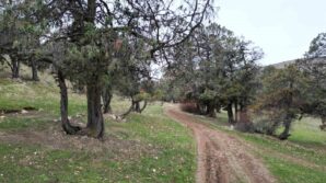 bu ormana asirlardir balta girmiyor kuruyup yikilan agaclarda ormanda birakiliyor ErFIUg44