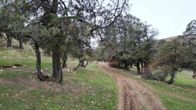 bu ormana asirlardir balta girmiyor kuruyup yikilan agaclarda ormanda birakiliyor ErFIUg44