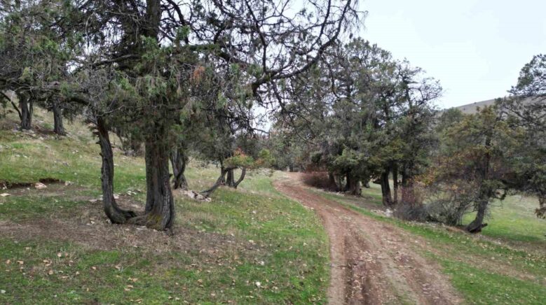 bu ormana asirlardir balta girmiyor kuruyup yikilan agaclarda ormanda birakiliyor ErFIUg44