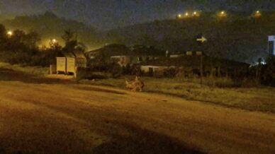 cakallar bartin sehir merkezini mesken tuttu GfacfXUN