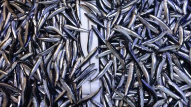 denizdeki hamsi bollugu ihracat rakamlarina yansimadi MXXzI7bZ