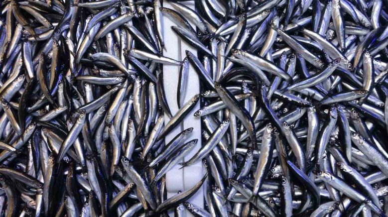 denizdeki hamsi bollugu ihracat rakamlarina yansimadi MXXzI7bZ
