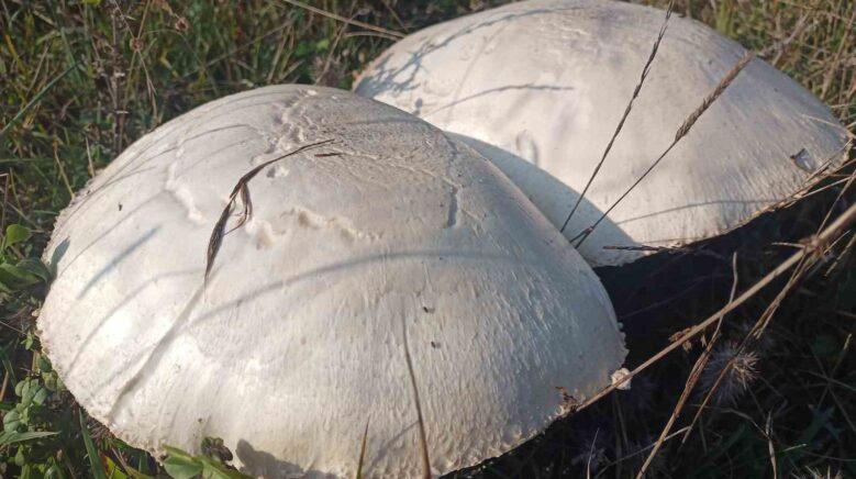 dogada buyuyen dev mantarlar saskina cevirdi vA9K9gks