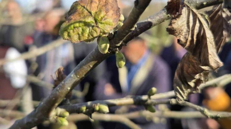 dogru budama ile 500 metrekareden alinan findik 10 donumluk bahceden alinan findigi solluyor zOW3WgrV