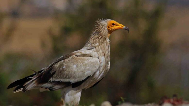 dunyada sadece 3 yerde gorulen doga olayi akbabalarin yiyecek dongusu Ev3naHiA