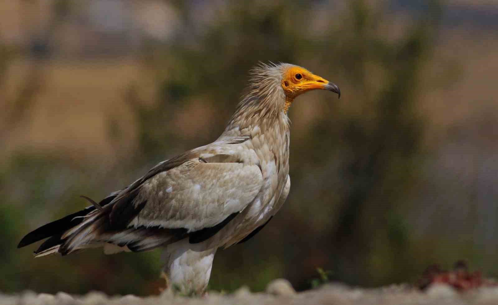 dunyada sadece 3 yerde gorulen doga olayi akbabalarin yiyecek dongusu Ev3naHiA