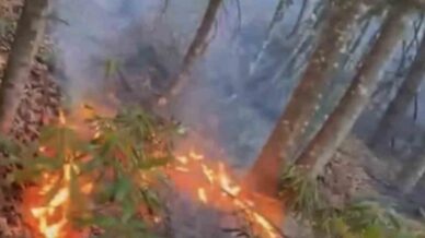 duzcede ormanlik alanda ortu yangini h9UDcB2f