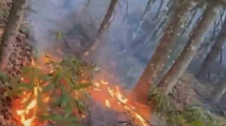 duzcede ormanlik alanda ortu yangini h9UDcB2f