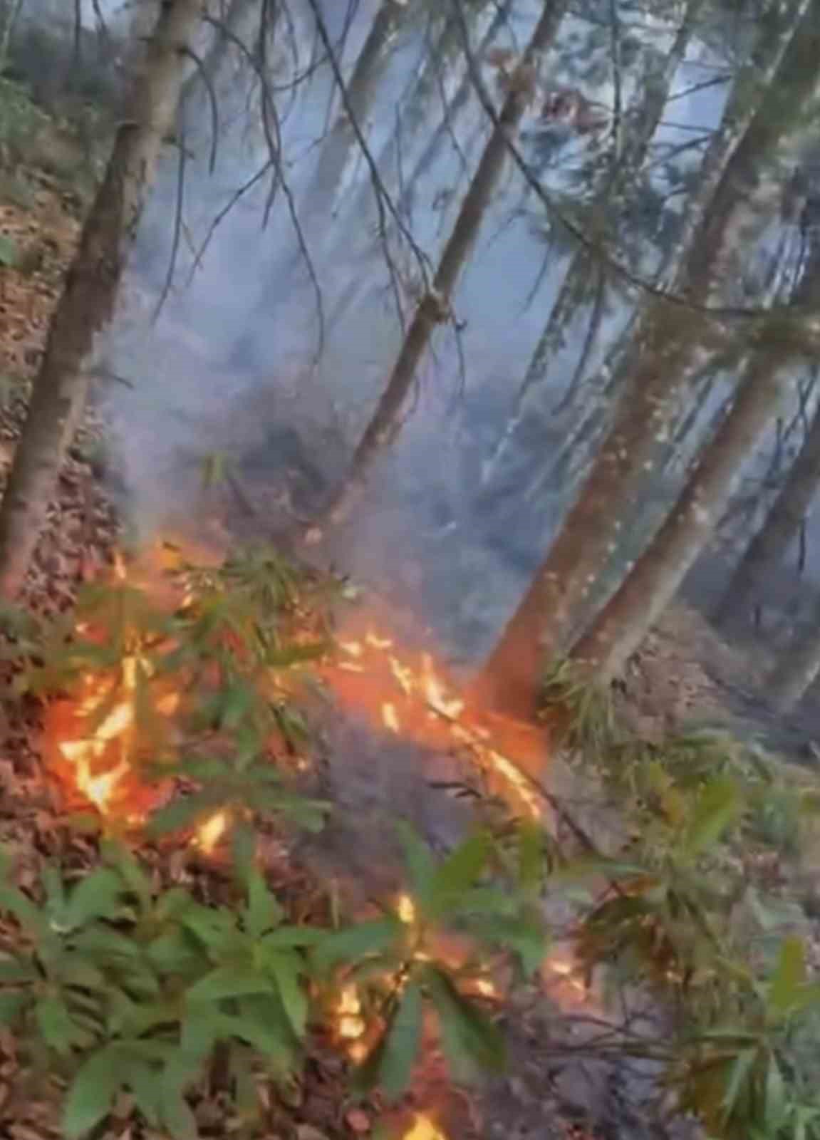 duzcede ormanlik alanda ortu yangini h9UDcB2f