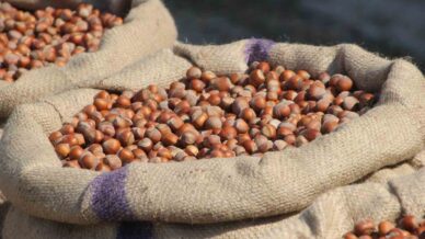 findik ureticilerinden ferreroya manipulasyon tepkisi amac ureticiyi panikletip ucuza findik almak hbON3XZK