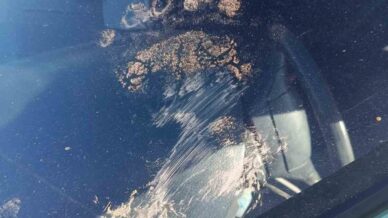 gumushanede ayi park halindeki araca saldirdi tgQRrmly