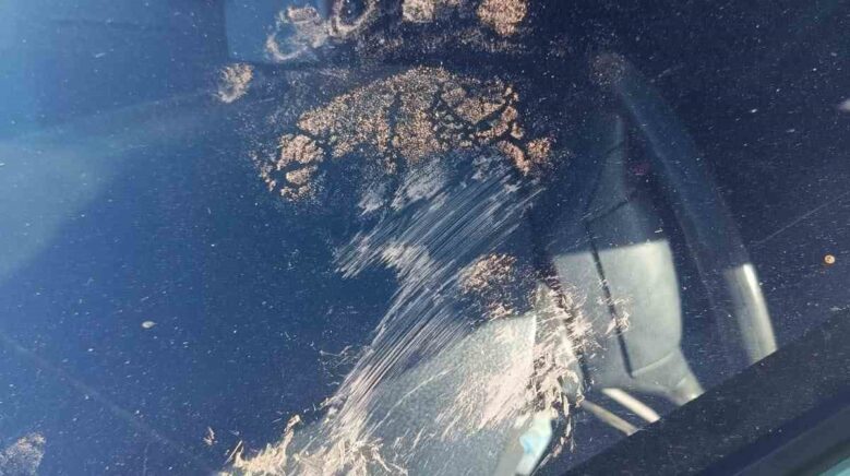 gumushanede ayi park halindeki araca saldirdi tgQRrmly