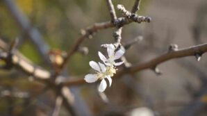 gumushanede kasim ayinda cicek acan elma agaci sasirtti rZVE1jEF