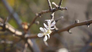 gumushanede kasim ayinda cicek acan elma agaci sasirtti rZVE1jEF