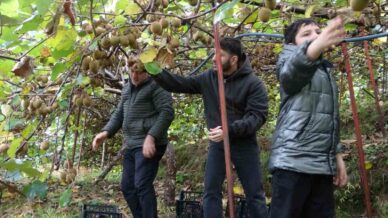 irandan gelen kivi fiyatlari ucuzlatiyor nbaskVfM