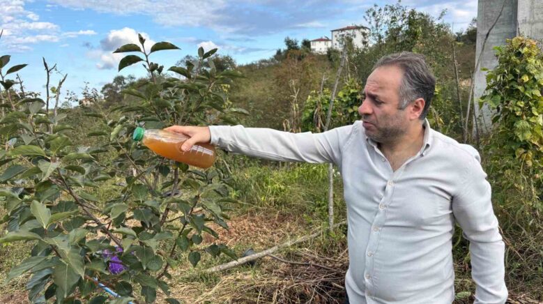 kadife cicegi ve soganla kahverengi kokarcaya dogal cozum tq33MbBr