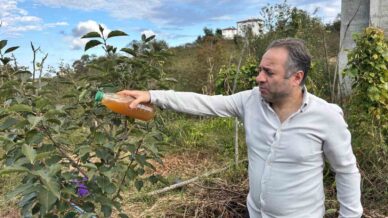 kadife cicegi ve soganla kahverengi kokarcaya dogal cozum uNhZN9Kq