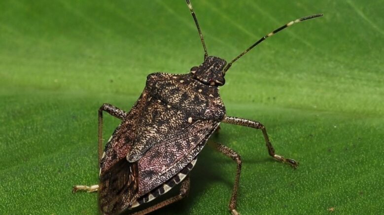 kahverengi kokarcaya karsi zehirli mantarlarla biyolojik mucadele yurutulecek P8XkDZUu