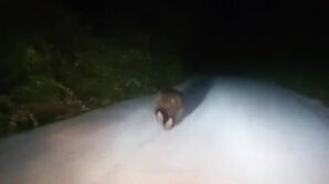 karabukte yolda kosan ayi kamerada mmhjVFZe