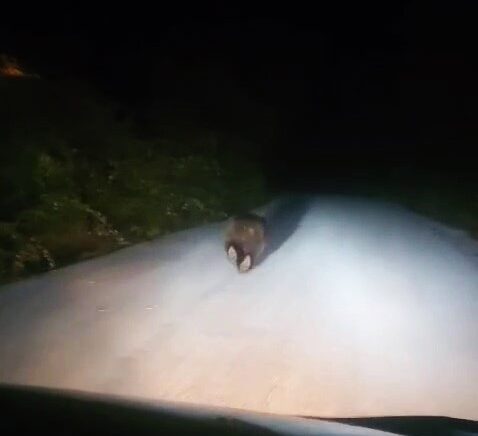 Karabük’te yolda koşan ayı kamerada