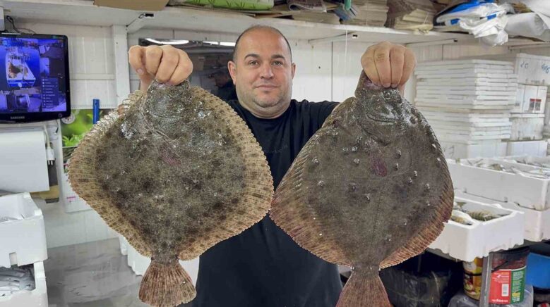 karadenizde hamsi bereketi diger balik turlerini de canlandirdi qCclWpsv