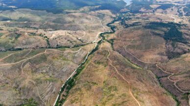 kastamonuda kule donen bin 256 hektarlik orman yeniden agaclandiriliyor zeLU7tTW
