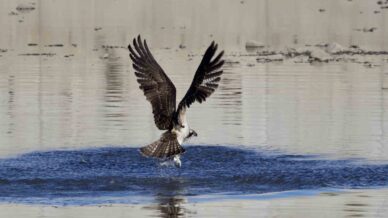 kastamonuda kus fotografcilari avlanan balik kartallarini goruntuledi 7rEPWzm8