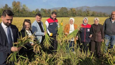 konuralp pirincinde damlama sulama bereketi 2Inr1cAX