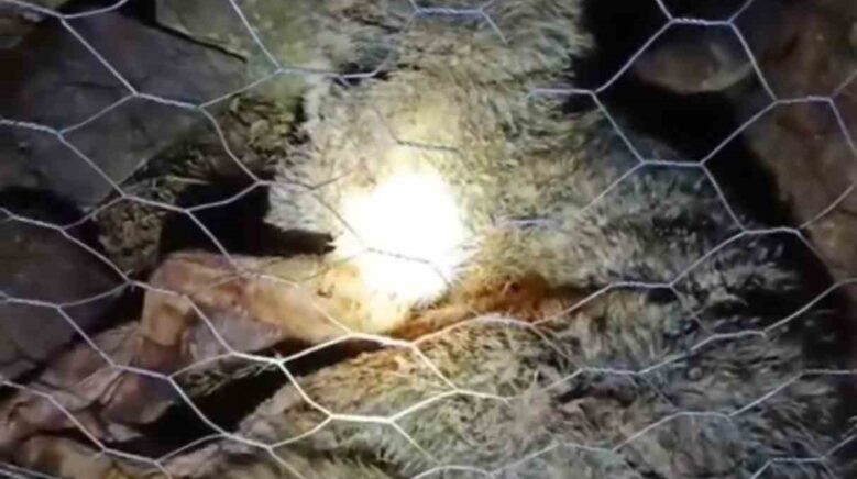 koyun surusune saldiran kurta coban kopekleri gecit vermedi rq5pn6Ij