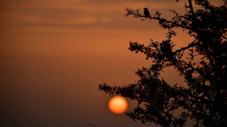 kus cennetinde sonbahar reCFtiAB